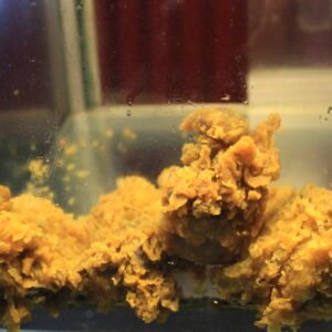 IMG_9769 Fried Chicken